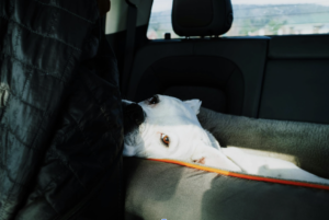 Preparing Your Dog or Cat for Their First Road Trip